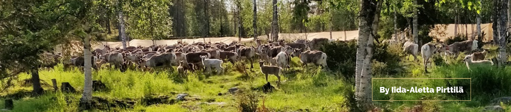 Reindeer Herder IIda-Aletta from Salla Lapland and reindeer marking in summer