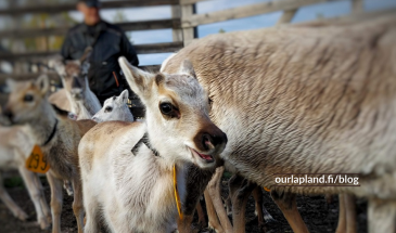 Reindeer Herder girl IIda-Aletta from Salla Lapland and reindeer marking in summer