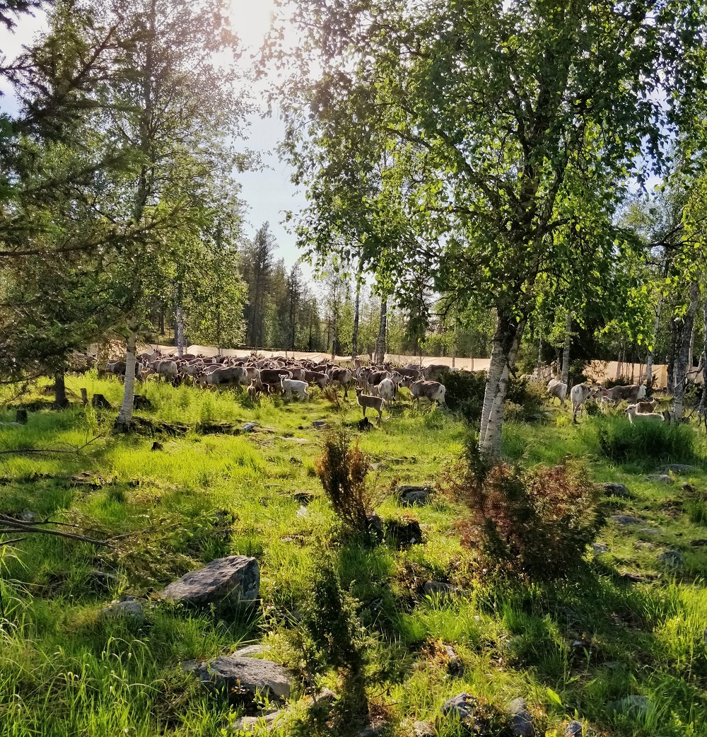Reindeer herders summer work in Lapland pic by Iida Aletta