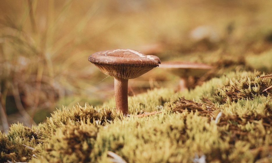 Lapland Mushroom