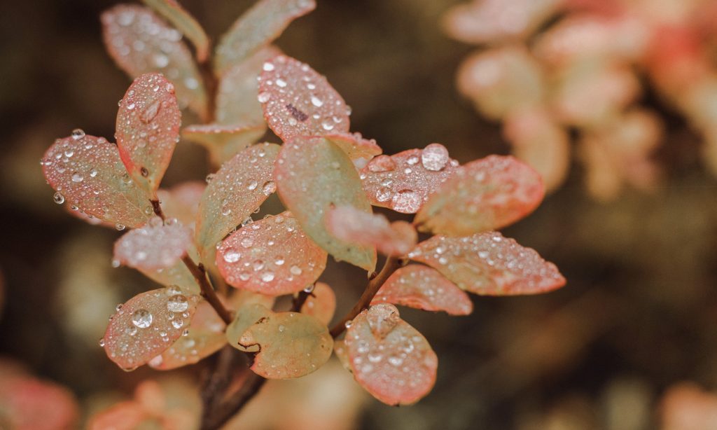 Raindrops-Smell-Nature-Lapland