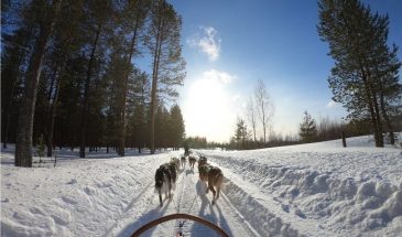 Lapland-Snow-Tourism-Winter-Seasonal-Husky-Sled