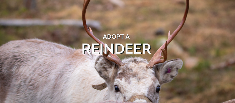 Adopt a Reindeer Lapland - Photo By Eanan Levi