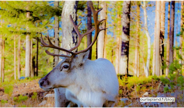 Adopt reindeer in Lapland Finland - Visit Lapland Blog- Picture by Jasim Sarker