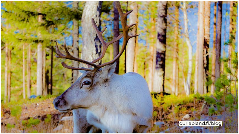 Adopt reindeer in Lapland Finland - Visit Lapland Blog- Picture by Jasim Sarker