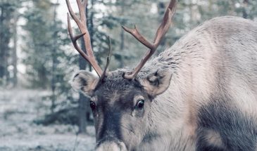 Reindeer in kemijärvi Lapland Finland By Jenna Heikkilä - Visit Lapland