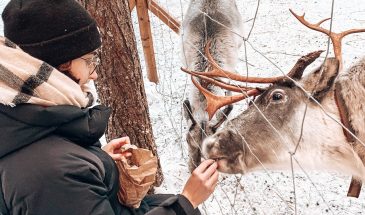Visit A Reindeer rafm in Rovaniemi- Lapland By Ronja Talala