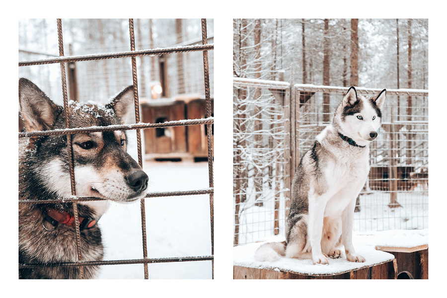 Visit a Husky Farm_Park - Go Dog Sledding in Rovaniemi Lapalnd By Ronja Talala- Visit Lapland