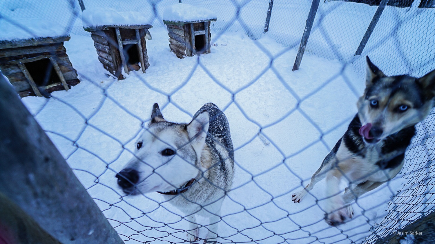 Husky farm of Shaman Huskies in Rovaniemi Lapland