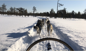 Husky Ride in Posio with Kota husky Lapland