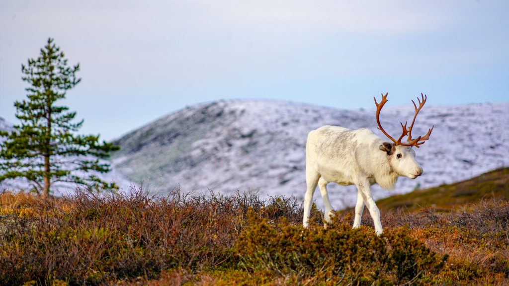 Reindeer-in-pallas-nationalpark-first-snow-winter-is-coming-Photo-Luisa-Schaffner-scale