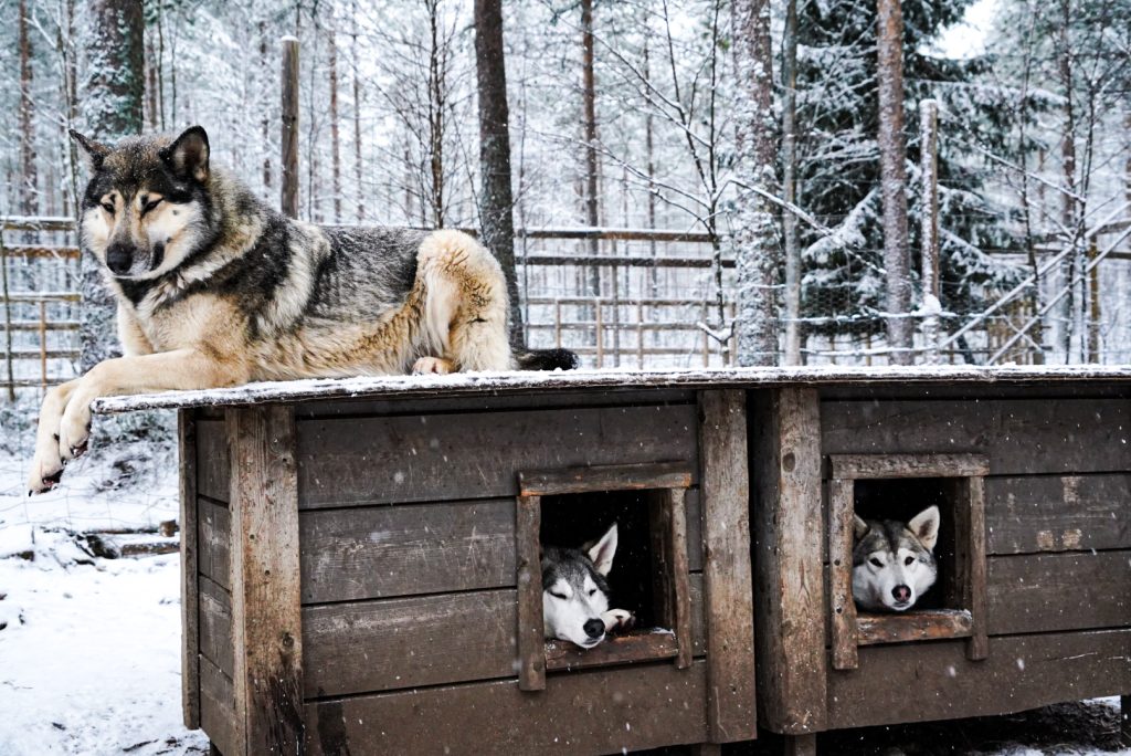 Susimaa Lapland, Finalnd, Lapland, Wolfdogs, Photo Luisa Schaffner