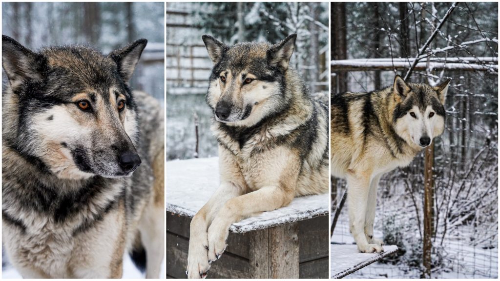 Wolfdogs, Susimaa Lapland, Photo Luisa Schaffner