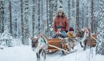 Day-time Reindeer Farm Visit & Reindeer Safari- Santa claus reindeer - visit Lapland