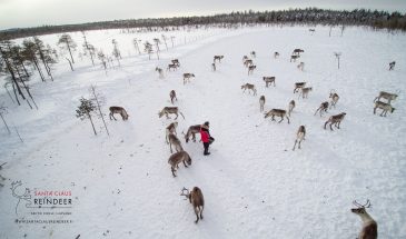 Reindeer safari and farm visit by Santa Claus reindeer Visit Lapland