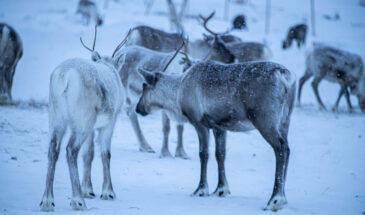 Vasara Reindeer ranch Lapland Kilpisjärvi Finland
