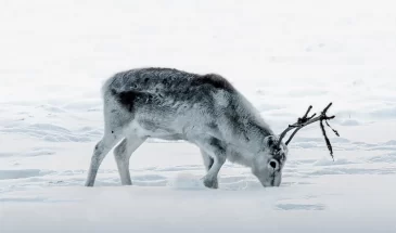 Reindeer ride Lankojärvi Johka tours Lapland