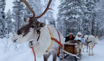 Amazing scenic 1,5km reindeer sleigh-ride in Kuusamo